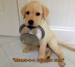 Малък гладник