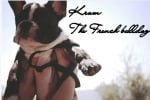 Крум - the French bullldog
