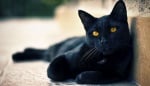 Черна котка