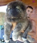 Кавказка овчарка