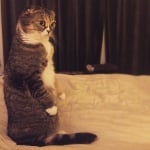 Изправена котка