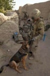 Куче на военна мисия