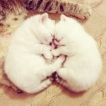 Бели ангели