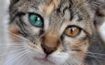 Шарена котка с различни очи
