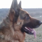 Най-умното, добро и любвеобвилно куче Рекс !!!