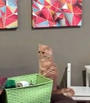 Коте стои изправено