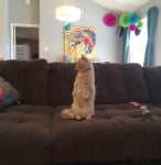 Джордж на дивана