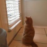 Изправен котарак пред прозореца