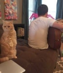 Котарака, който стои изправен