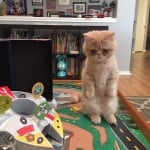 Изправено коте