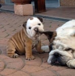 Булдогче, захапало майка си