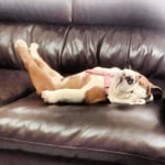 Булдог на дивана