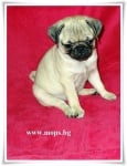 Мопс Бебета с родословие от лицензиран развъдник