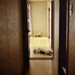 Спяща котка