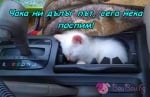 Спящо котенце