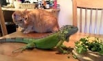 Игуана с котка