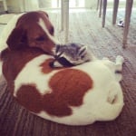 Енотчето и кучето