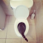 Енот в тоалетната