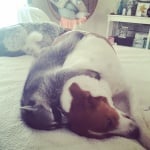 Енот и куче заедно