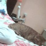 Moiata snejinka Mika na 3 meseca(samoedcheto) i nai-goliamata mi lubov Sara(krystoska s karakachanka i cherna nemska ovcharka).Goliama umnica !