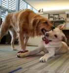 Кучета в офиса