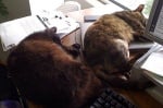 Котки спят на бюрото