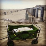 Пох в количка на плажа