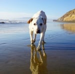 Кучето потапя лапи в Тихия океан