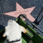 Пох на алеята на славата