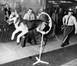 Куче минава препятствие