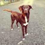 Красивата Лейла