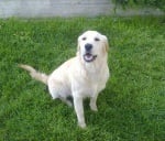 Голден ретривър