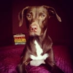 Красивата Лейла