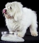 КУПА ФЛАШКА ЗА ДОМАШНИ ЛЮБИМЦИ 0.70 л