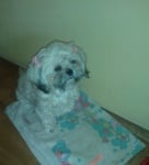 Миси - ши-тцу