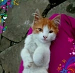 Сладко коте 