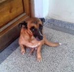 Едно мило куче