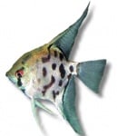 Скалария леопард  3 - 3.5см