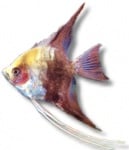 Скалария - мап 3 - 3,5см