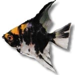 Скалария - жълта глава 3 -3.5см