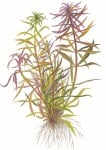 Limnophila aromatica