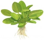 Echinodorus 'Aquartica'