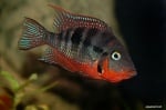Cichlasoma meeki (Мееки) 5-6см