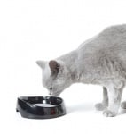 Съд за вода за персийски и британски породи Whisker water от Savic, Белгия