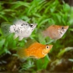 Балонна молинезия