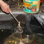 JBL Energil 1l - Натурални рибки и скариди за малки и средни костенурки