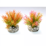 Растение Petite Moss 9см от Sydeco, Франция