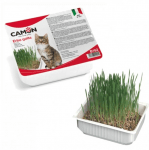 Трева за котки