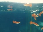 guppy red