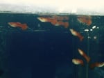 guppy red